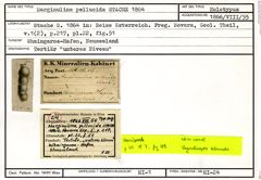 Karteikarte zum Holotyp von Marginulina pellucida Stache, 1864